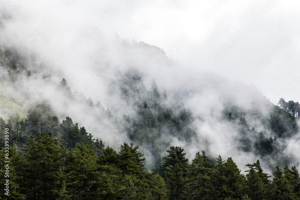 Dark and Dramatic Foggy Forest Landscape in Mountains of Nepal