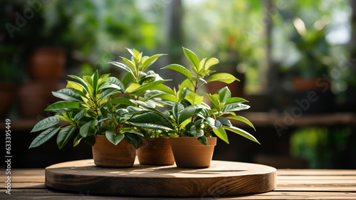 close - up of green plant in pot at sunset.