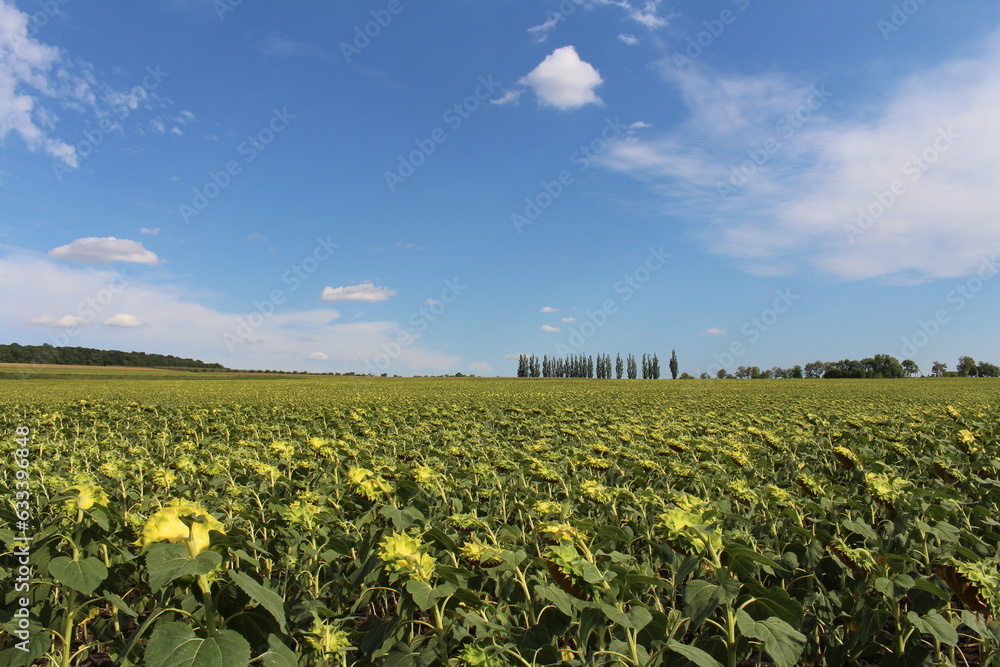 A field of sunflowers under a blue sky