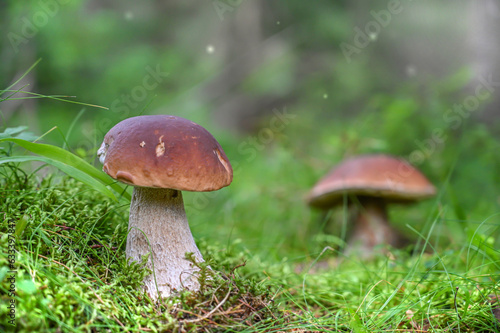 boletus edulis mushroom in the moss in the amazing forest