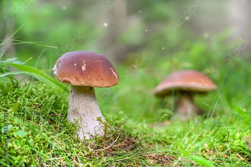 boletus edulis mushrooms in the moss in the amazing forest