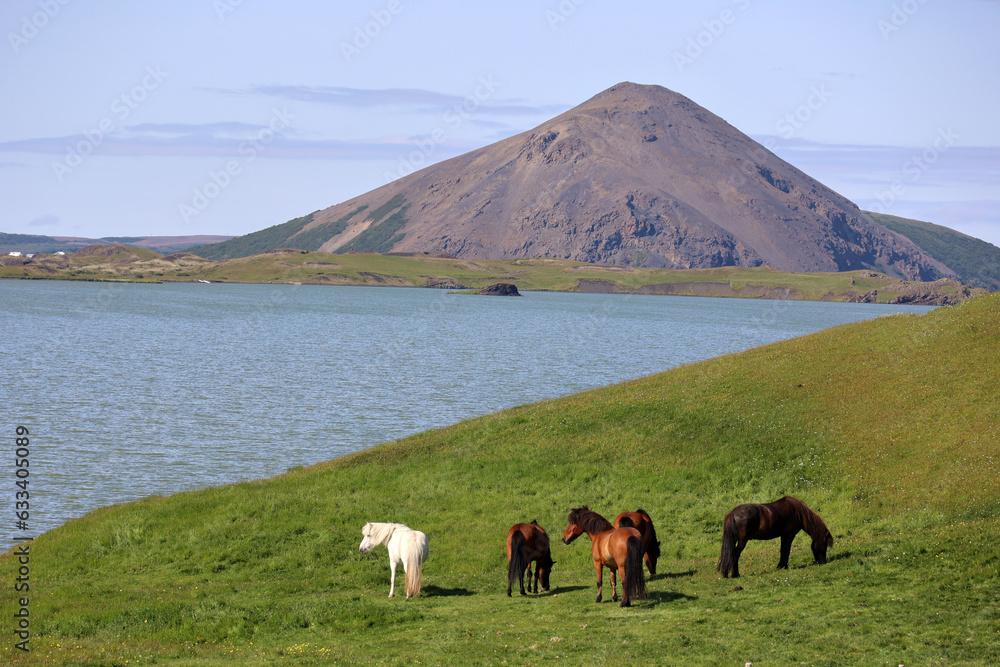 Obraz premium Iceland-Iceland horses in a paddock at Lake Myvatn 