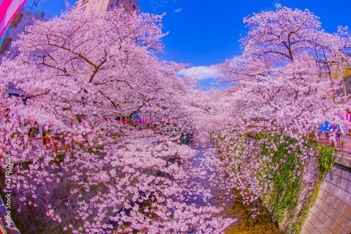 中目黒の満開の桜