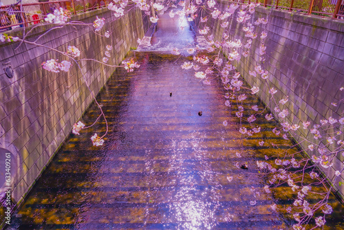 中目黒の満開の桜 photo