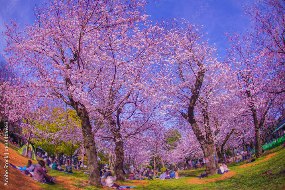 飛鳥山公園の桜