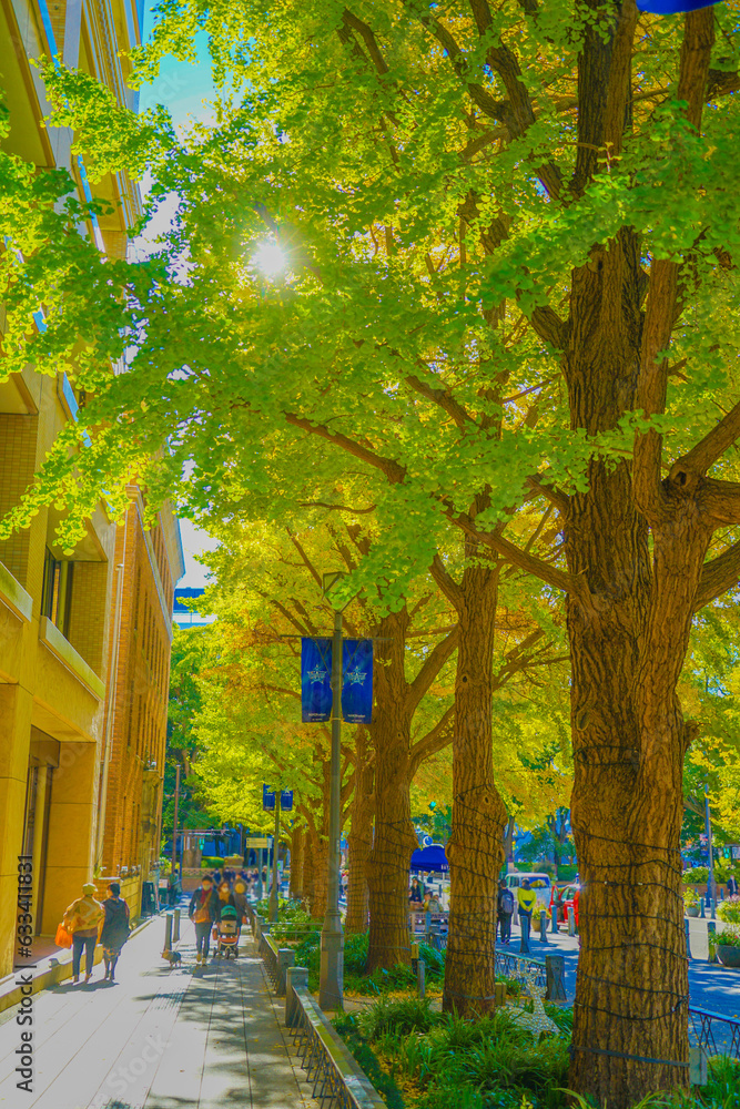 Fototapeta premium 日本大通りの紅葉（横浜市）