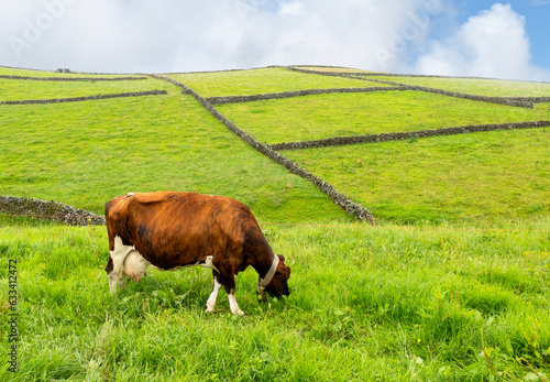 Vaca leiteira a pastar num campo de erva dos Açores  photo