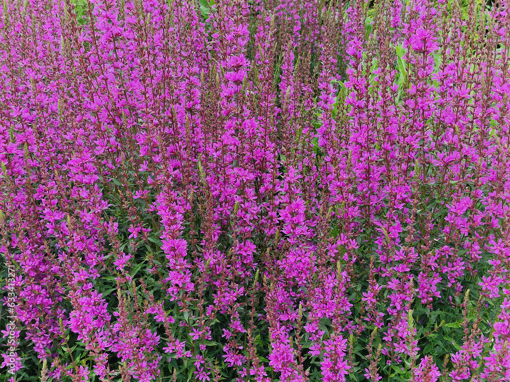 Obraz premium Closeup of the reddish-purplish flowers of the moist soil loving herbaceous perennial garden plant lythrum virgatum dropmore purple Wand or Loosestrife filling the frame,