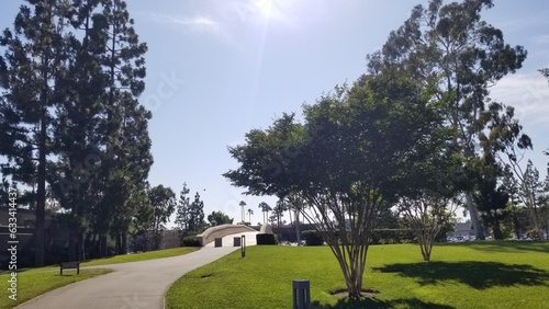 Sunny summer sun above the trees