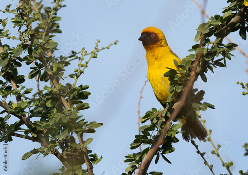 Ruppells weaver bird on tree branch, Bahrain photo