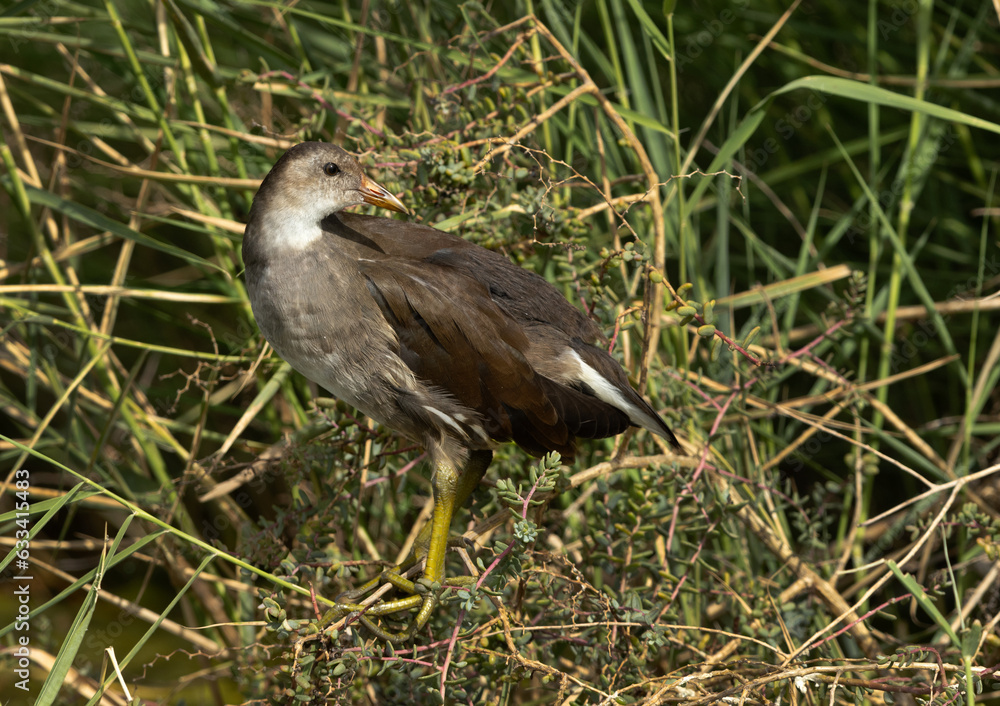 Juvenile Common Moorhen at Adhari canal, Bahrain Juvenile Common Moorhen at Adhari canal, Bahrain