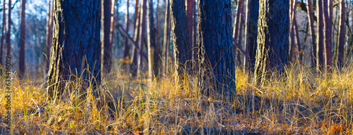 closeup wide forest glade with grass