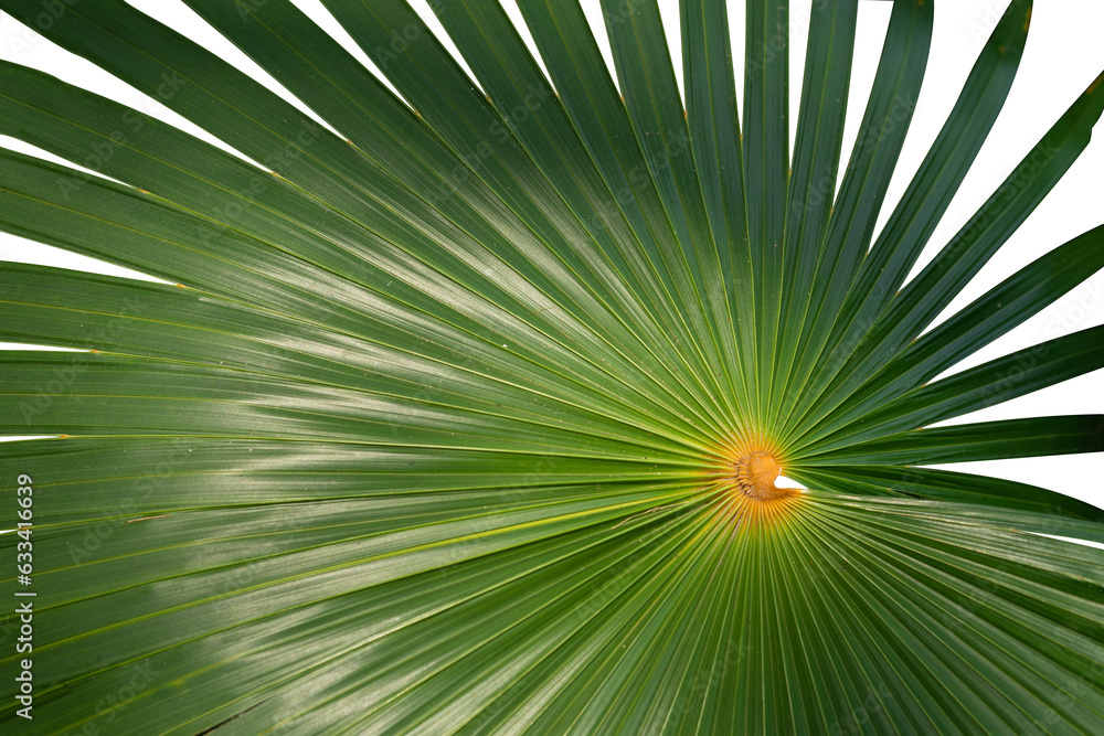 Exotic tropical big leaf element Exotic tropical big leaf element