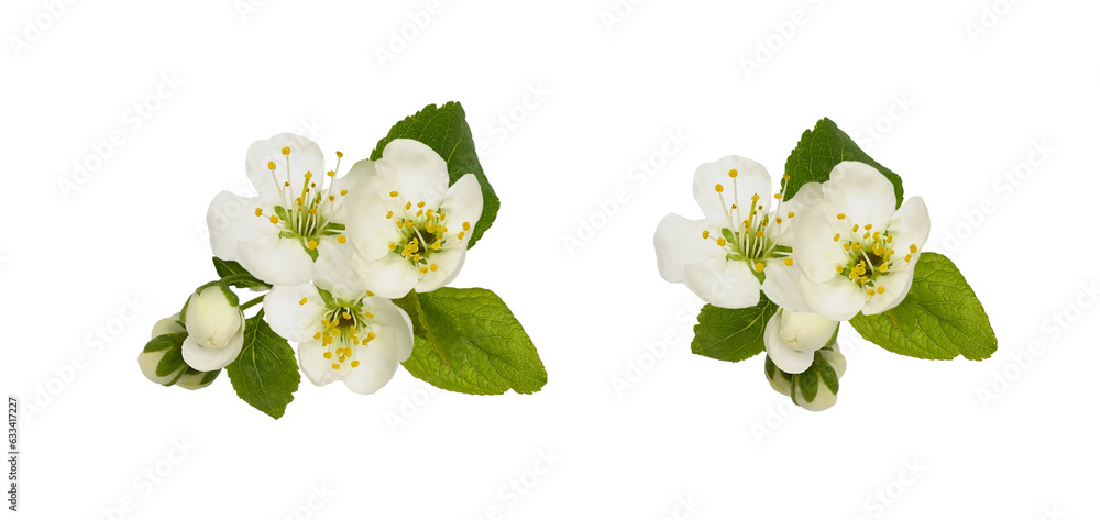 Fototapeta premium Set of arrangements with fresh flowers and leaves of prunus tree isolated on white or transparent background