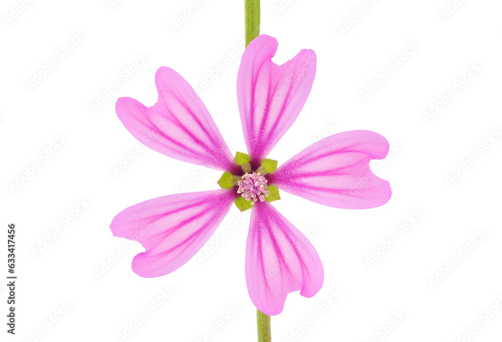 Common mallow flower isolated on white background, Malva sylvestris Common mallow flower isolated on white background, Malva sylvestris