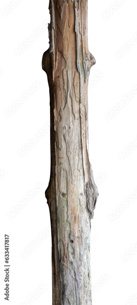 Fototapeta premium Old dead wood isolated element