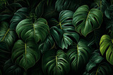 Green monstera leaves collection background Illustration AI Generative