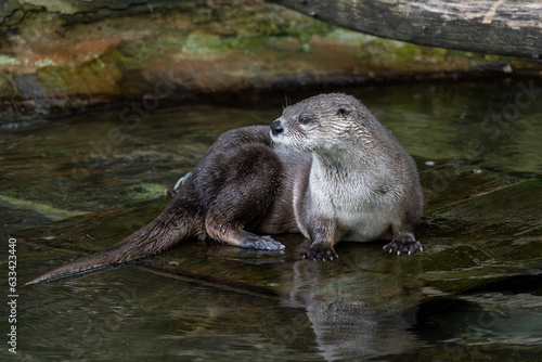 The the North American river otter (Lontra canadensis) stands on a board in water photo