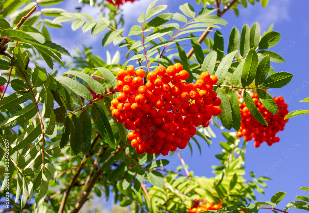 Rowan branch with berries. Ripe rowan berries on a tree.