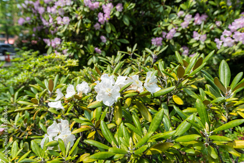 The Queen's Garden in Halifax, Canada 