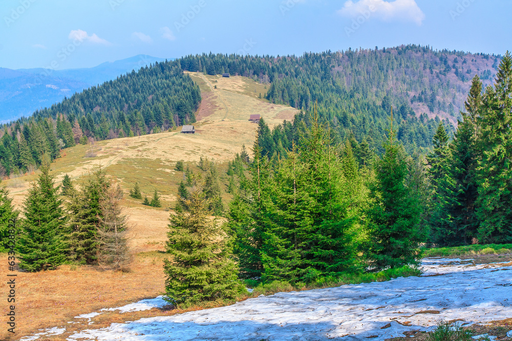 Podskały pasture on the slopes of Jaworzynka on the yellow trail from Turbacz to Lubomierz in Gorce (Poland) on a sunny April day.