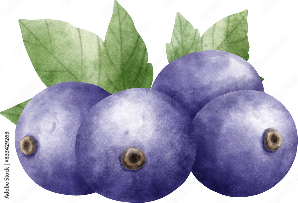 Obraz premium Watercolor Blackcurrant 