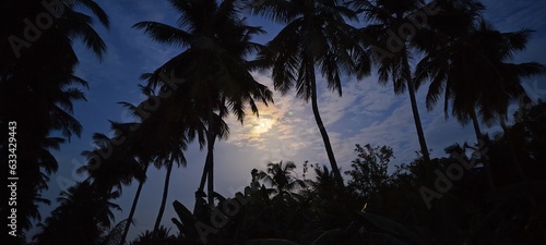 palm trees at sunset