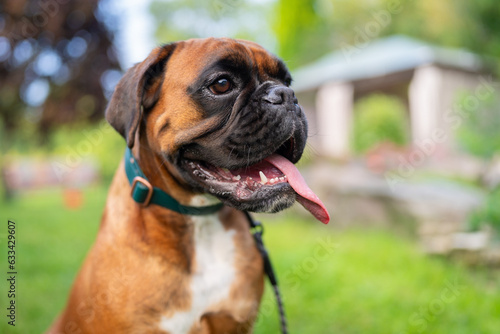 Young Boxer Dog sitting in a garden.  © Kaja