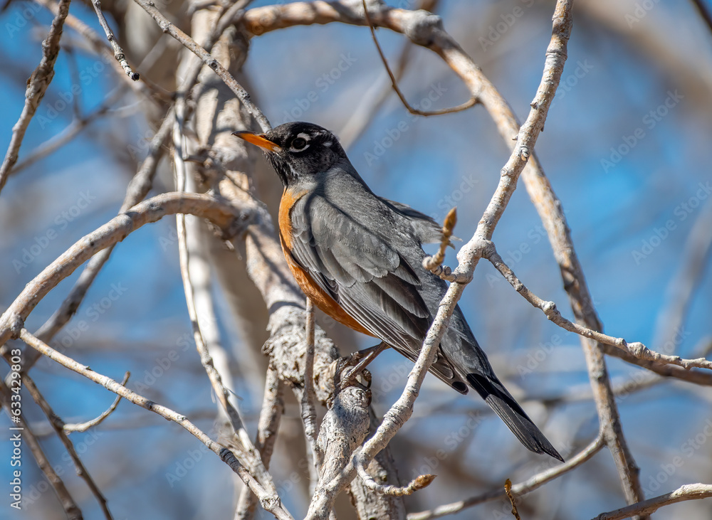 American Robin American Robin