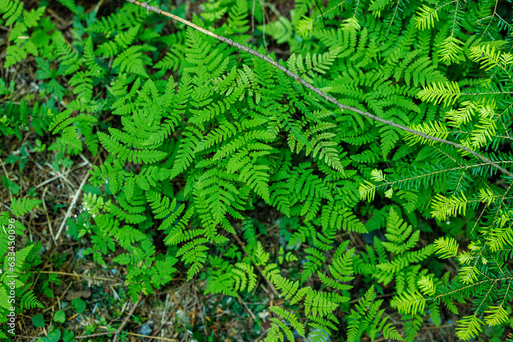 Green Ferns Green Ferns
