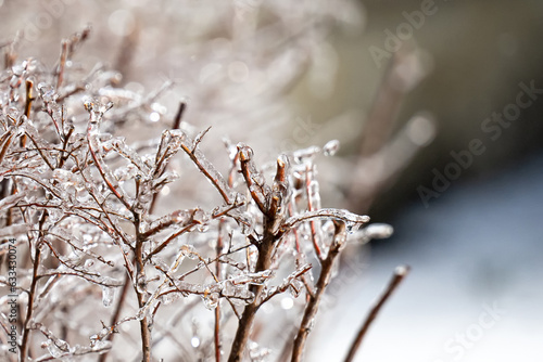 close up of glaze ice on shrub