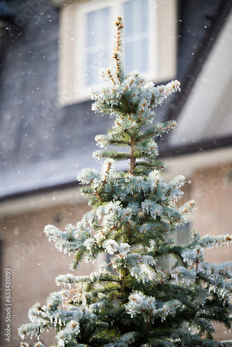 Christmas tree in the snow