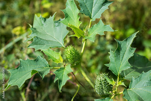 Datura stramonium, thorn apple fruits closeup selective focus photo