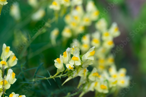 Linaria vulgaris, common toadflax flowers closeup selective focus © aga7ta