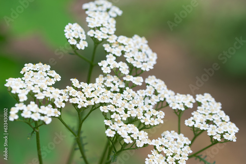 Fotografía Achillea millefolium, common yarrow flowers closeup selective focus
