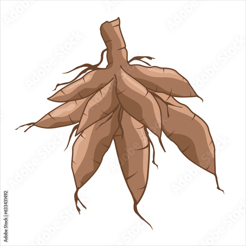 Vector illustration of cassava tuber. Cartoon design of cassava, or manioc, with the name latin name Manihot esculenta. Grown by farmers in the tropics. Available in traditional markets