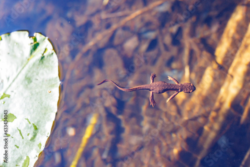 lake Newt in Gambier photo