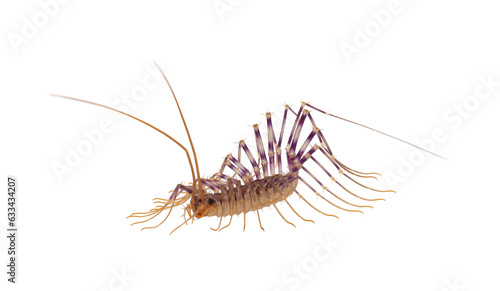 House centipede isolated on white background, Scutigera coleoptrata photo