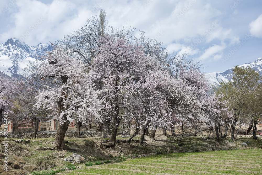 beautiful natural flowers Beautiful nature like paradise in the north of Pakistan. beautiful natural flowers Beautiful nature like paradise in the north of Pakistan.