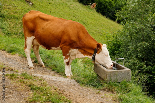 Kuh trinkt Wasser aus einer Tränke für Tiere © Horst Bingemer