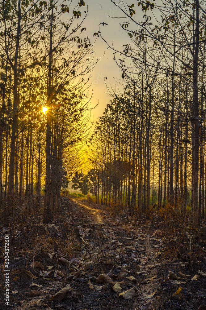 Sunset amid the dry trees during the dry season in Kemlagi Forest, Mojokerto, Indonesia Sunset amid the dry trees during the dry season in Kemlagi Forest, Mojokerto, Indonesia