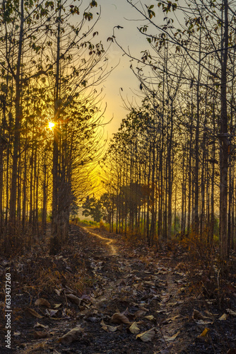 Sunset amid the dry trees during the dry season in Kemlagi Forest  Mojokerto  Indonesia