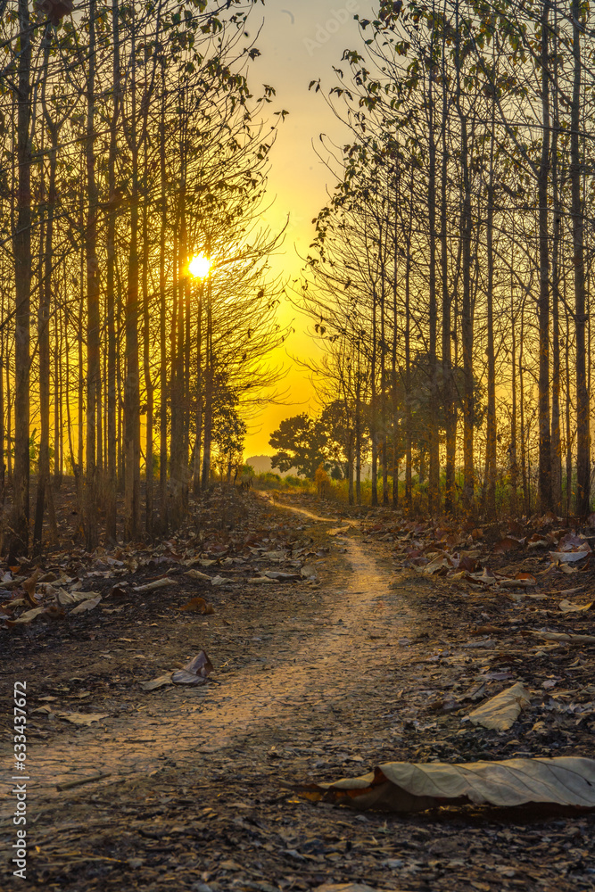 Sunset amid the dry trees during the dry season in Kemlagi Forest, Mojokerto, Indonesia