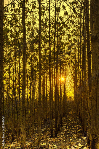 Sunset amid the dry trees during the dry season in Kemlagi Forest  Mojokerto  Indonesia