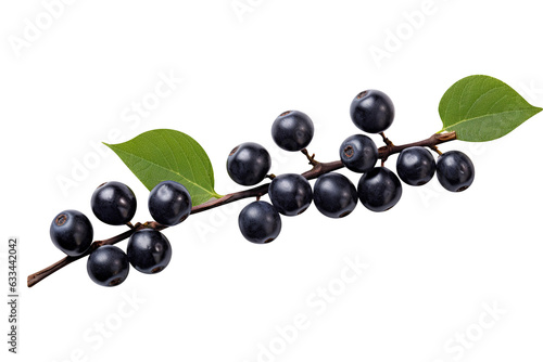 Natural and fresh black berries isolated on transparent background