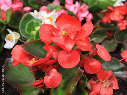 Red begonia flowers photo