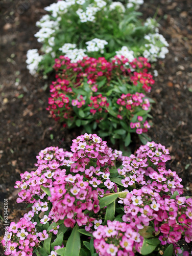 Garden blooming carnation