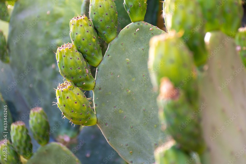 Close-up prickly cactus fruit