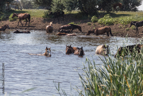 A herd of horses bathe and drink water in the Derkul River in the West Kazakhstan region. Horses swim in the river © Nurlan Tastanbekov