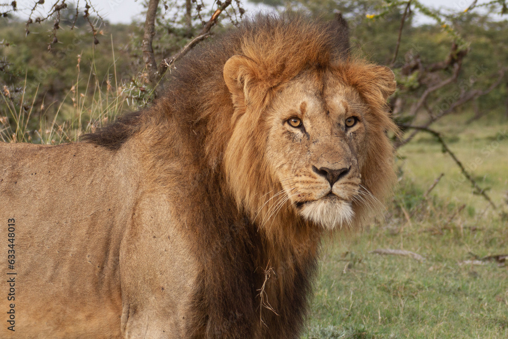 Male African Lion Kenya Africa